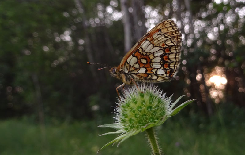 quale Melitaea ?